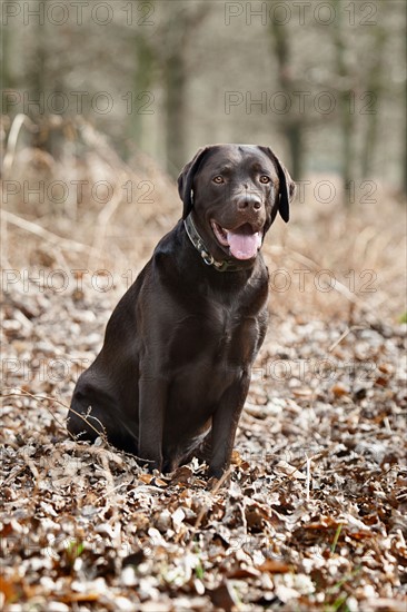 Black Labrador in forest . Photo : Justin Paget