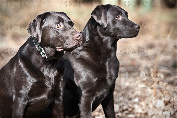 Black Labrador pair with shiny coat. Photo : Justin Paget