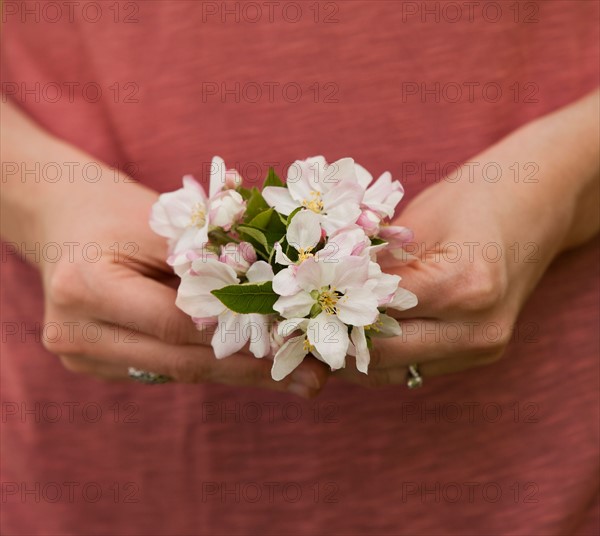 Young woman holding apple tree blossom. Photo : Mike Kemp