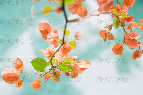 Twig with colorful leaves. Photo : Jamie Grill Photography