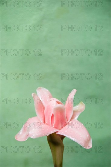 Pink tropical flower. Photo : Jamie Grill Photography