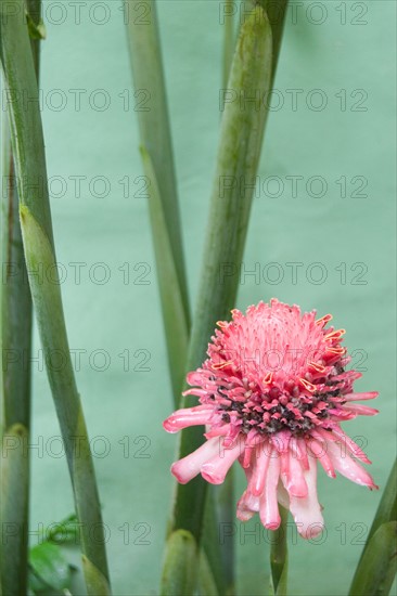 Pink tropical flower. Photo : Jamie Grill Photography