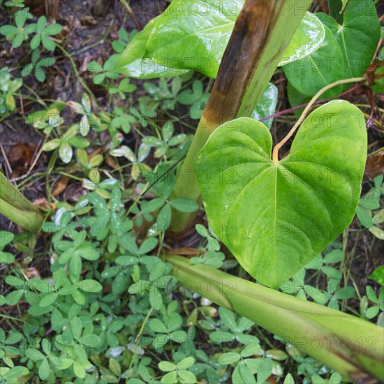 Tropical plant leaves, close-up. Photo : Jamie Grill Photography