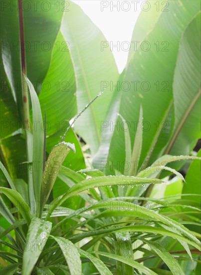 Tropical plant leaves, close-up. Photo : Jamie Grill Photography