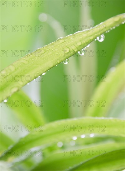 Tropical plant leaves, close-up. Photo : Jamie Grill Photography