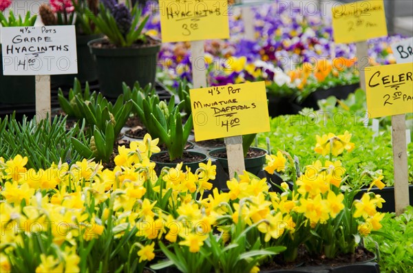 Flowers for sale on flower market.