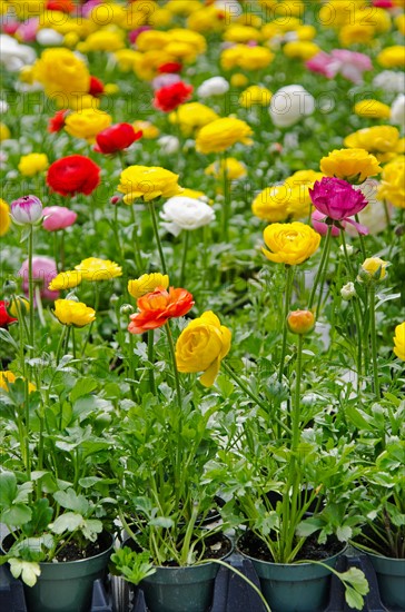 Flowers for sale on flower market.