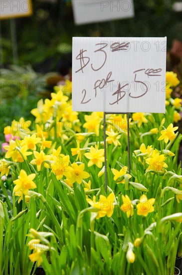 Daffodils for sale on flower market.