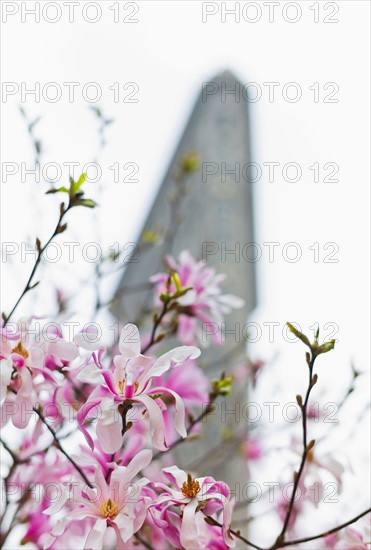 Blooming Magnolias with Flat Iron Building in background.