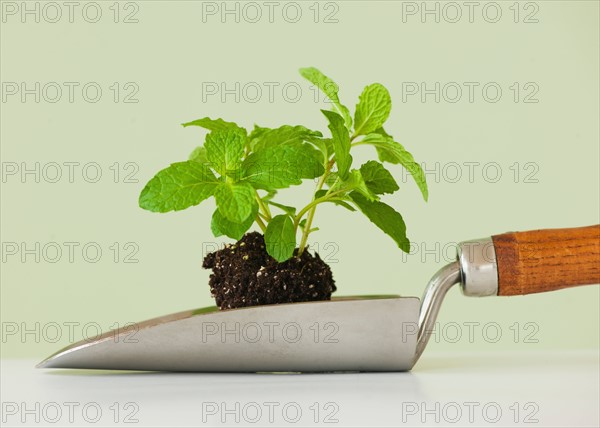 Close up of mint seedling on shovel, studio shot.