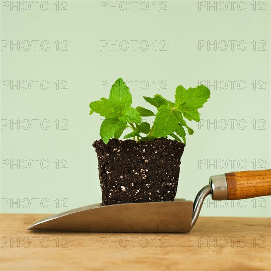 Close up of mint seedling on shovel, studio shot.