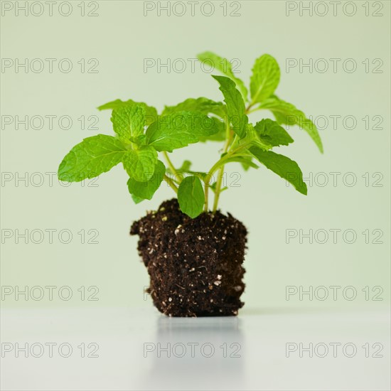 Close up of mint seedling, studio shot.