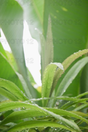 Tropical plant leaves, close-up. Photo : Jamie Grill Photography