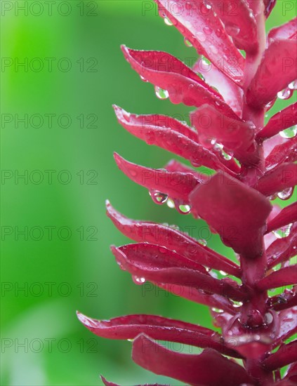 Pink tropical flower. Photo : Jamie Grill Photography