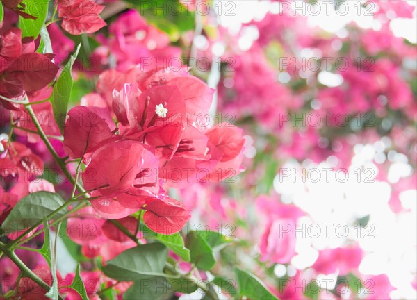 Bougainvillea flowers. Photo : Jamie Grill Photography