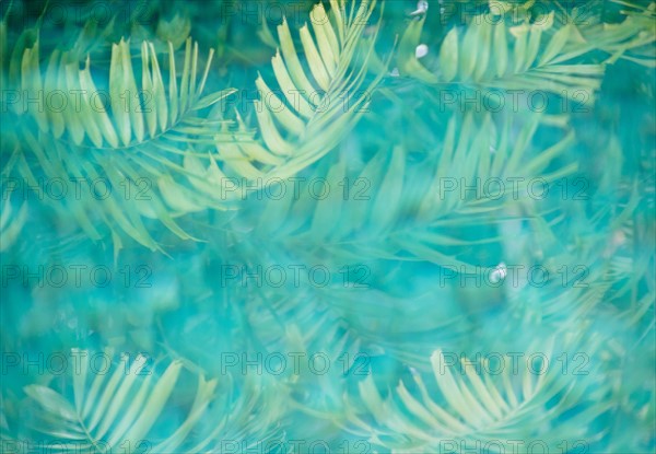 Leaves reflecting in pond. Photo : Jamie Grill Photography