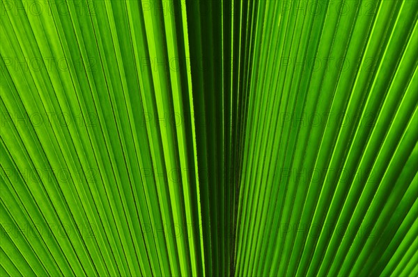 Extreme close-up view of green tropical leaf.