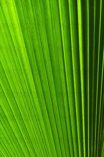 Extreme close-up view of green tropical leaf.