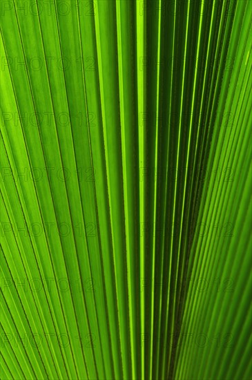 Extreme close-up view of green tropical leaf.