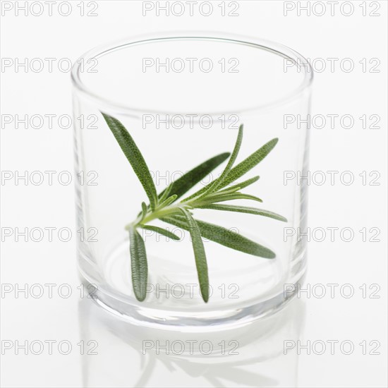 Studio shot of fresh rosemary in glass.