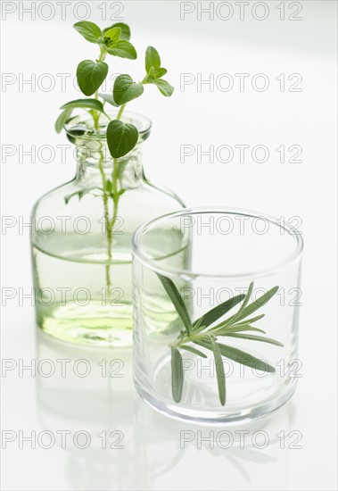 Oregano and rosemary in vases.