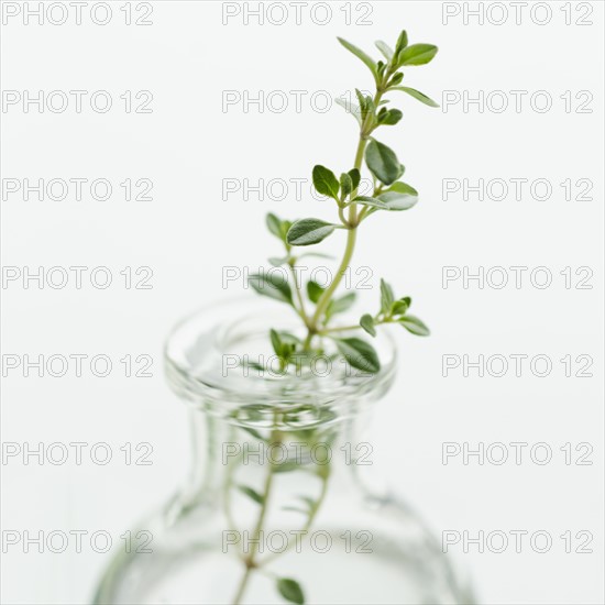 Oregano in vase.