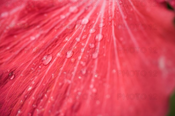 Close-up hibiscus petal with raindrops. Photo : Kristin Lee