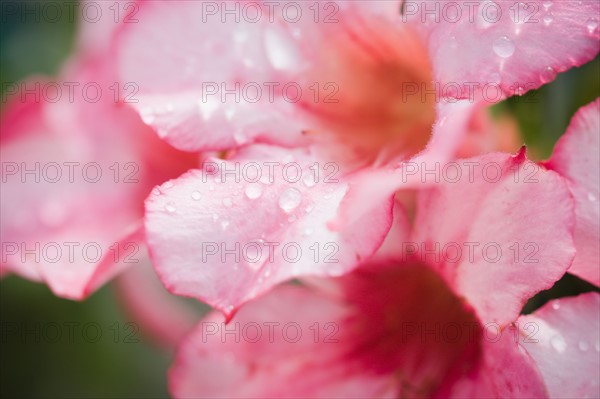 Flowers with raindrops. Photo : Kristin Lee