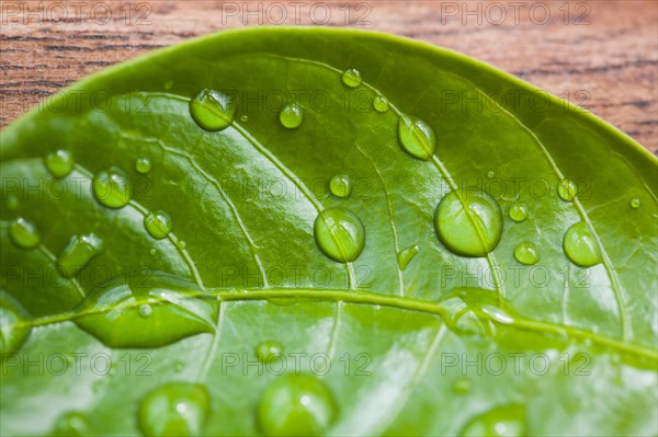 Close-up of raindrops on green leaf. Photo : Kristin Lee