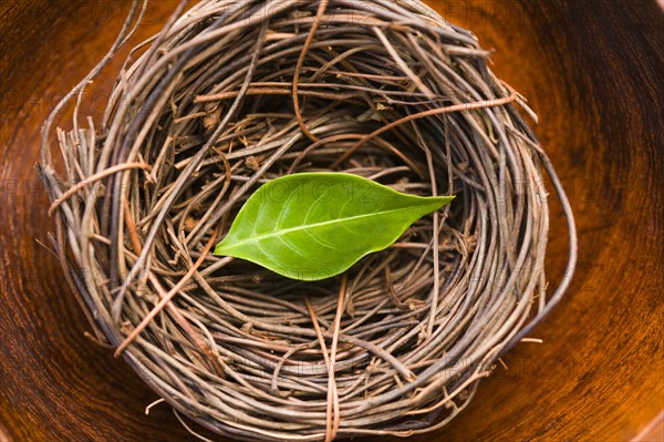 Green leaf in bird's nest. Photo : Kristin Lee