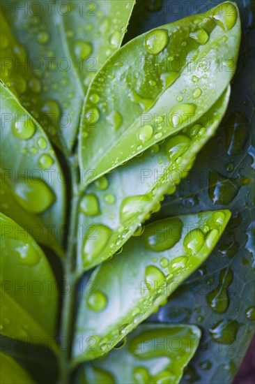 Close-up of green leaves with raindrops. Photo : Kristin Lee