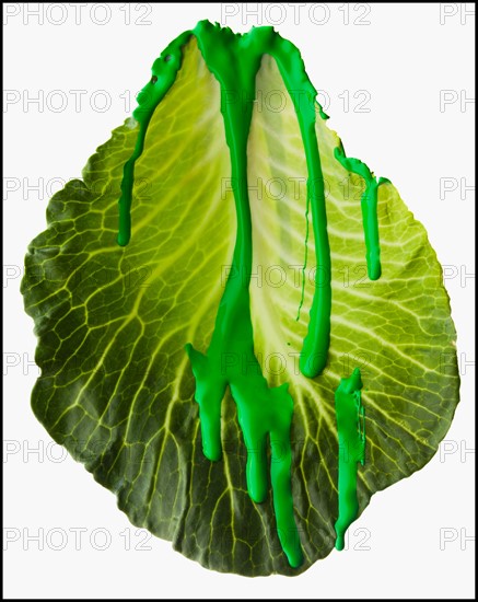 Studio shot of lettuce leaf covered with green paint. Photo : Mike Kemp