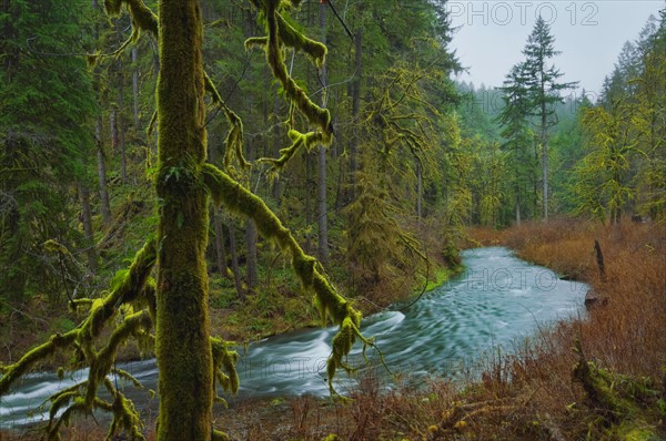 USA, Oregon, Silver Falls State Park, Silver Creek. Photo : Gary Weathers