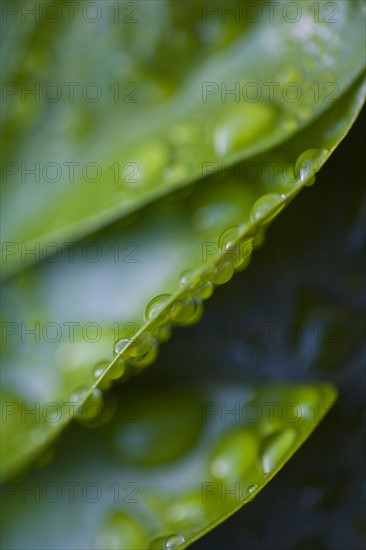 Close-up of raindrops on green leaves. Photo : Kristin Lee