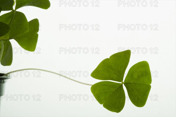 Studio shot of clover on white background. Photo : Kristin Lee