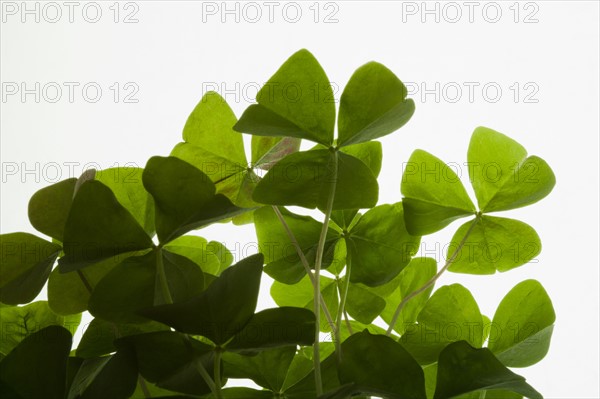 Studio shot of clover on white background. Photo : Kristin Lee