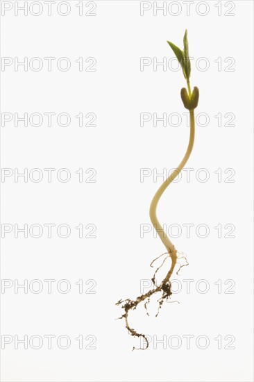 Studio shot of seedling on white background. Photo : Kristin Lee