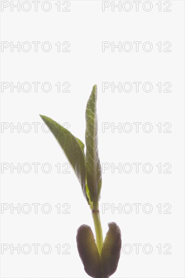 Close-up of seedling on white background. Photo : Kristin Lee