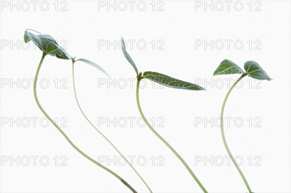 Studio shot of green plants on white background. Photo : Kristin Lee