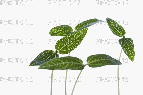 Studio shot of green plants on white background. Photo : Kristin Lee