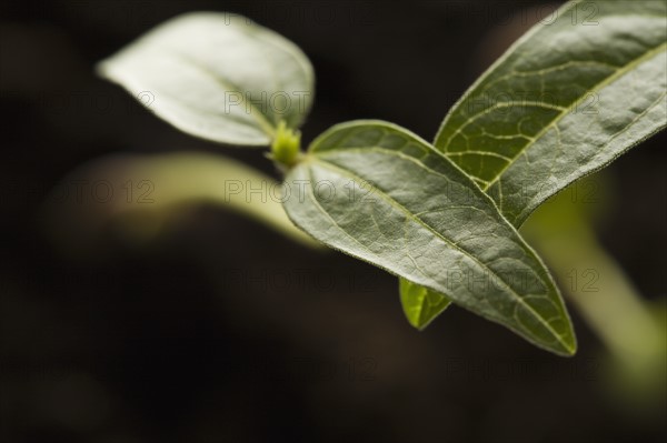 Studio shot of green plants on black background. Photo : Kristin Lee