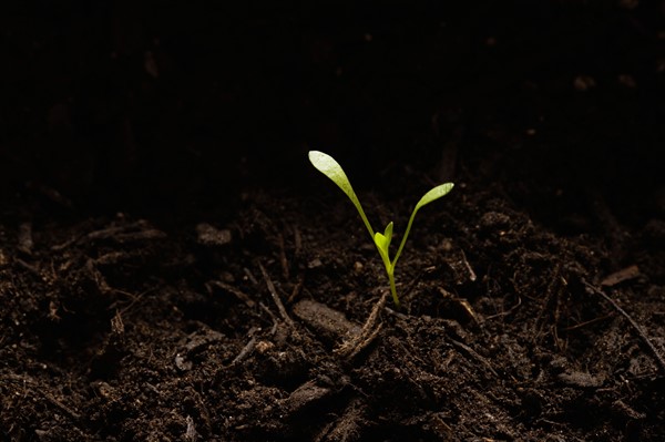 Seedling in dirt, close-up. Photo : Kristin Lee