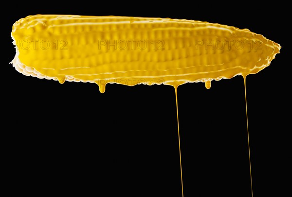 Studio shot of corn cob covered with yellow paint. Photo : Mike Kemp