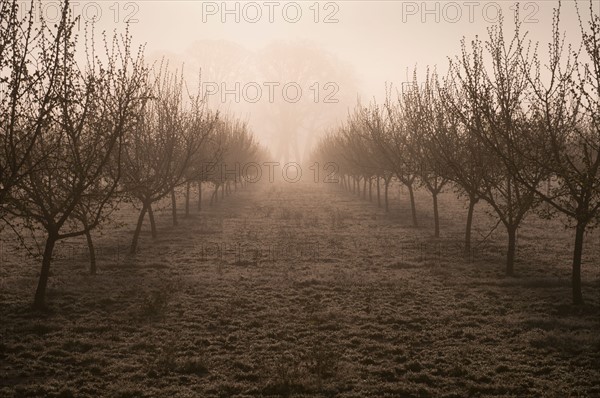 USA, Oregon, Marion County, Hazelnut orchard. Photo : Gary Weathers