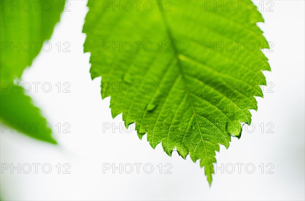 Close-up view of green leaves with dew.