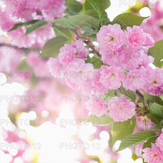 Close-up of cherry blossom.