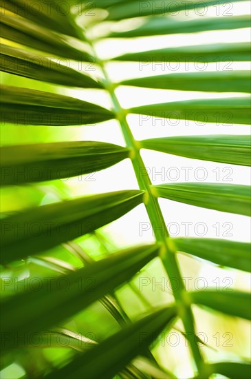 Palm leaf.