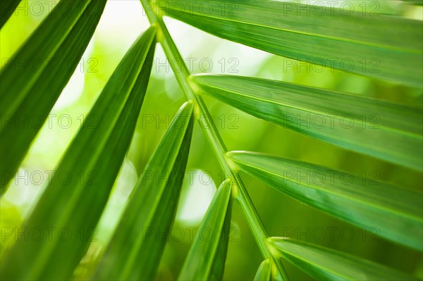 Close up of palm leaf.