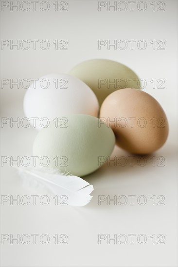 Close up of animal eggs and feather.
