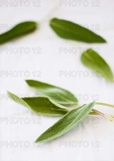 Fresh sage herbs.